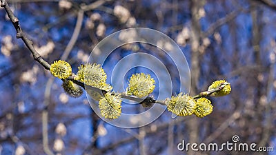 Branch of blossoming willow with catkins on bokeh background, selective focus, shallow DOF Stock Photo