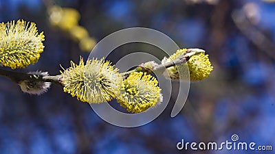 Branch of blossoming willow with catkins on bokeh background, selective focus, shallow DOF Stock Photo