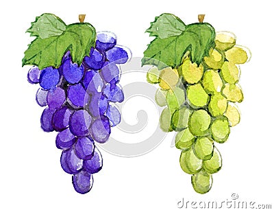 Branch of blue and green grapes, watercolor illustration Cartoon Illustration