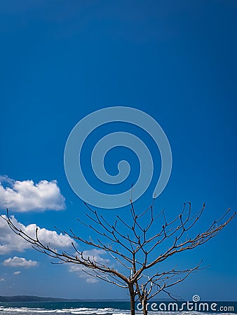 A branch with a blue sky cloudly Stock Photo