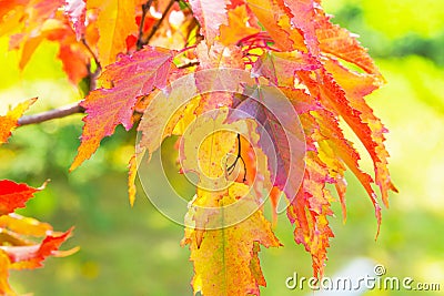 A branch of bright autumn red-yellow leaves of the Tatar maple Stock Photo