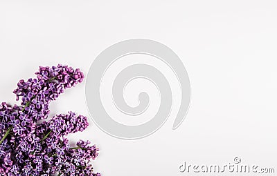Branch of bright lilac flowers on the white background. Minimal spring concept. Congratulations on mother`s day Stock Photo