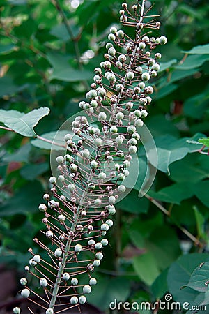 Branch of a bush, eremurus flower, photo at noon Stock Photo