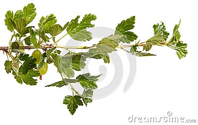 Branch of a bush of gooseberries. Isolated on white Stock Photo