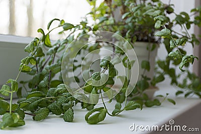 Branch, Bush mint, a plant with green leaves growing in a pot, s Stock Photo