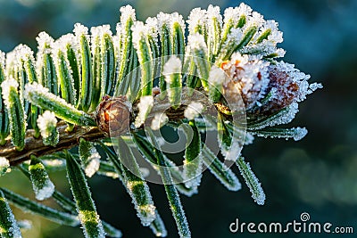 Branch of a Caucasian fir Nordmann fir with small young fir cones and ice crystals of hoarfrost at the tip Stock Photo