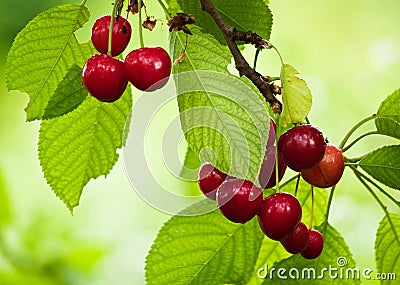 Branch of cherries Stock Photo