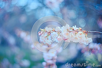 A branch of cherry blossoms. Blooming cherry tree in springtime. Beautiful spring flowers. Film style old lens Stock Photo