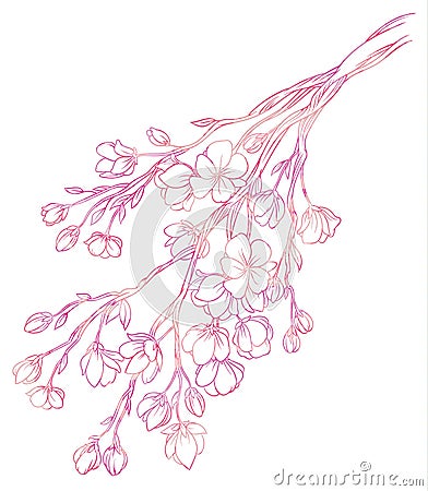 Branch of cherry blossoms with delicate pink flowers Vector Illustration