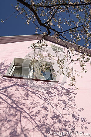 A branch of cherry blossoms directed to the window of residential building Stock Photo