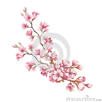 Branch of cherry blossoms. Hand draw watercolor illustration Cartoon Illustration