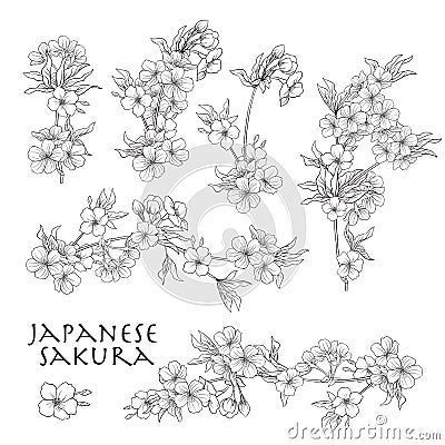 Branch of cherry blossoms, japanese cherry. Stock line vector il Vector Illustration