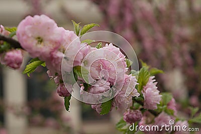 A branch of cherry blossoms lined Stock Photo