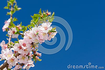 Bunch of spring pink bloom Stock Photo