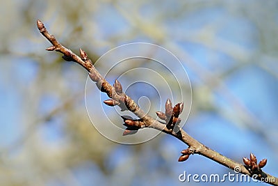 Branch of a cherry tree with closed buds Stock Photo