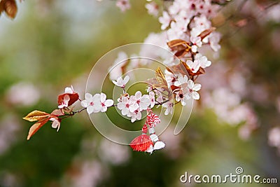 Branch of cherry tree with martisor, traditional symbol of the first spring day Stock Photo