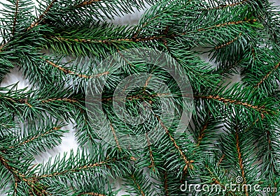 Branch christmas tree background green evergreen horizontal blue fur pine Stock Photo