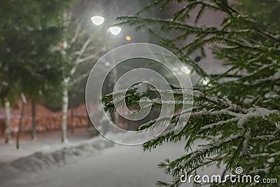 A branch of a Christmas tree in the light of lanterns on a snowy alley Stock Photo