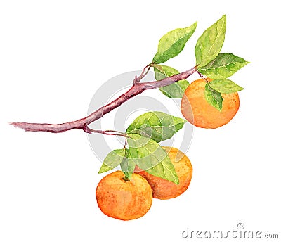 Branch of clementine orange fruit. Watercolor Stock Photo