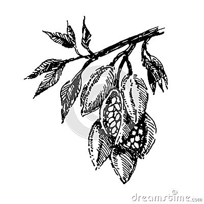 Branch with cocoa beans plant hand draw illustration sketch vector Vector Illustration