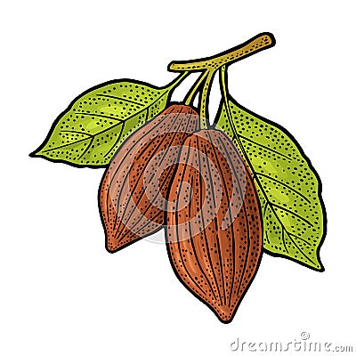 Branch cocoa with leaves. Vector vintage engraving illustration Vector Illustration