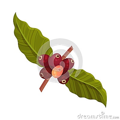 Branch of Coffea Plant with Ripe Edible Fruits and Green Leaves Vector Illustration Vector Illustration