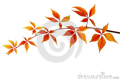 Branch of colorful autumn leaves isolated on a white background. Virginia creeper Stock Photo