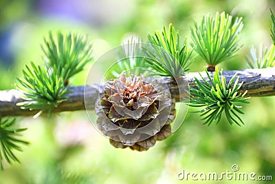 Branch with cone. Larix leptolepis Stock Photo