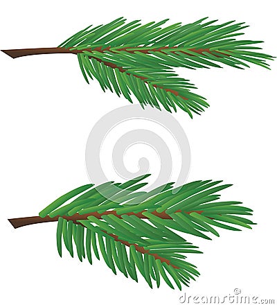 Branch of conifer Stock Photo