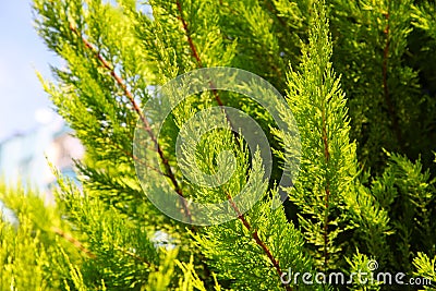 A branch of coniferous tree Thuja in sunny weather Stock Photo