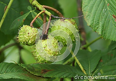 A branch of conkers on a Horse Chestnut Tree Aesculus hippocastanum. Stock Photo