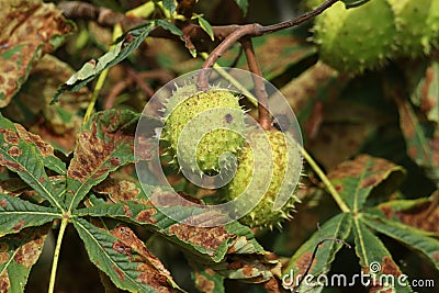 A branch of conkers on a Horse Chestnut Tree Aesculus hippocastanum. Stock Photo