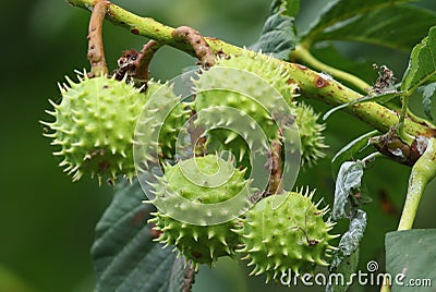 A branch of conkers on a Horse Chestnut Tree Aesculus hippocastanum. Stock Photo