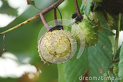 A branch of conkers on a Horse Chestnut Tree, Aesculus hippocastanum. Stock Photo