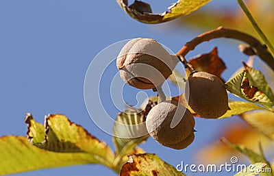 A branch of conkers on a Horse Chestnut Tree in the UK. Stock Photo