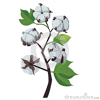 A branch of a cotton plant. Natural fluffy fiber on the handle. Vector Illustration