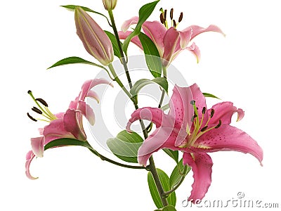 Branch with crimson lilies Stock Photo