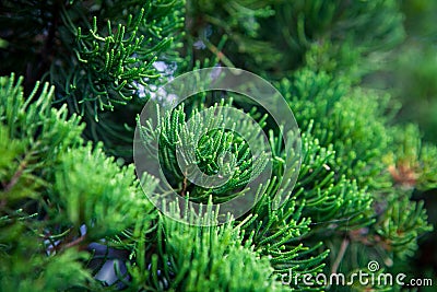 Branch of decorative needle cypress dark background Stock Photo