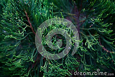 Branch of decorative needle cypress dark background Stock Photo
