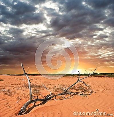 Branch in a desert Stock Photo