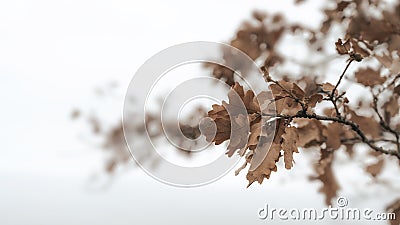 Branch with dry oak leaves against white background Stock Photo