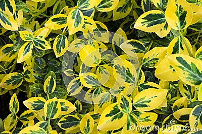 Branch of Euonymus fortunei natural background Stock Photo