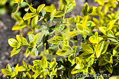 Branch of Euonymus fortunei `Emerald `n` Gold` closeup Stock Photo