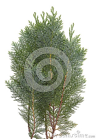 The branch of the evergreen coniferous Thuja tree Stock Photo