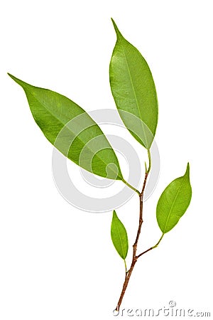 Branch of Ficus Leaves isolated Stock Photo