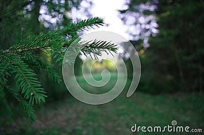 Branch of fir needles pathway of forest trees Stock Photo