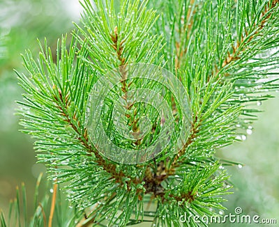 A branch of fir-tree with drops on needles after the rain closeup. Soft focus Stock Photo