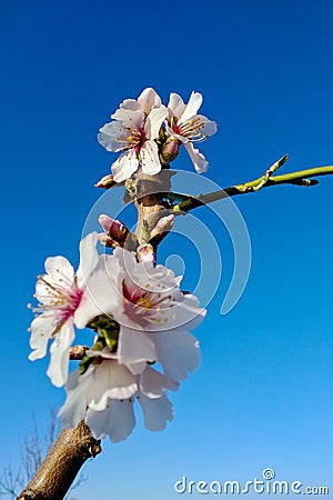 A branch of flowering almond in the bright blue sky is a sign of spring. Stock Photo