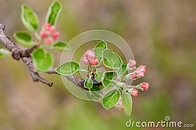 Branch of a flowering Apple tree on a green background. Pink inflorescences Stock Photo