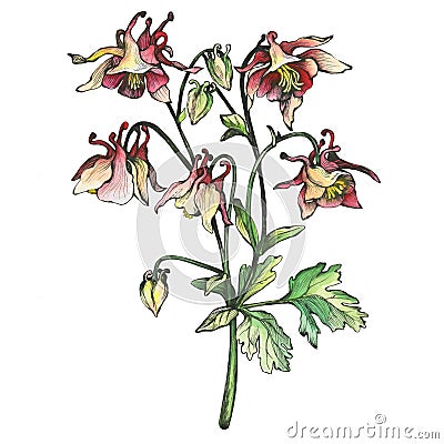 The branch flowering blue Aquilegia common names: granny`s bonnet or columbine. Cartoon Illustration